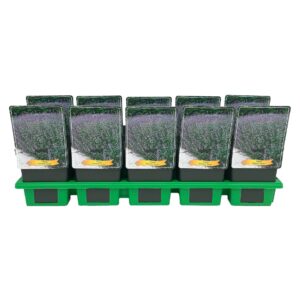 Nepeta Senior Nepeta faassenii 'Senior' P11
(10 Plants/Order)(11cmP 25cmH)