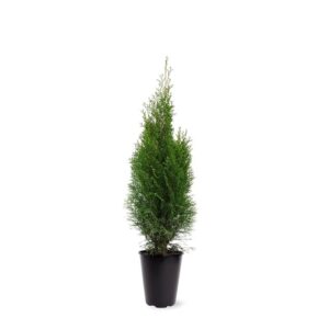 Thuja Smaragd Thuja occidentalis 'Smaragd' (zonder etiket) 
(1 Plants/Order)(21cmP 70cmH)