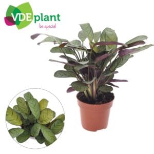 Ctenanthe Amagris Ctenanthe Amagris
(8 Plants/Order)(12cmP 20cmH)