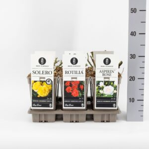 Rosa pink Classics bodembedekkend (P) mix, C3
(6 Plants/Order)(17cmP 20cmH)