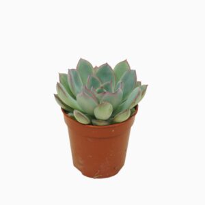 Echeveria Apus Echeveria apus 5,5 cm
(20 Plants/Order)(5.5cmP 8cmH)