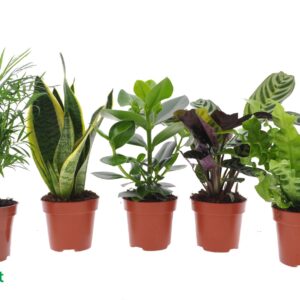 Indoor plants Easy Care mix
(10 Plants/Order)(12cmP 35cmH)