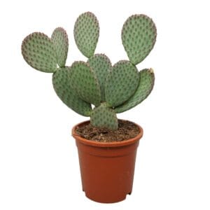 Opuntia microdasys macrocalyx 17 cm
(4 Plants/Order)(17cmP 35cmH)