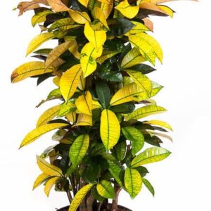 Codiaeum Mrs Iceton Codiaeum Mrs Iceton busch P31
(1 Plants/Order)(31cmP 150cmH)