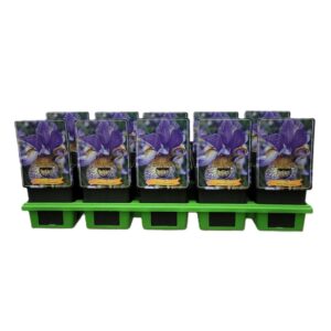 Iris sibirica Iris sibirica 'Pennywhistle' P11
(10 Plants/Order)(11cmP 25cmH)