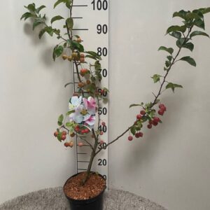 Malus Evereste Malus Evereste
(1 Plants/Order)(21cmP 100cmH)