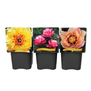 Paeonia Paeonia Itoh mix laag C5
(1 Plants/Order)(21cmP 35cmH)