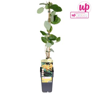 Lonicera tellmanniana Lonicera 'Tellmanniana' P15
(10 Plants/Order)(15cmP 65cmH)