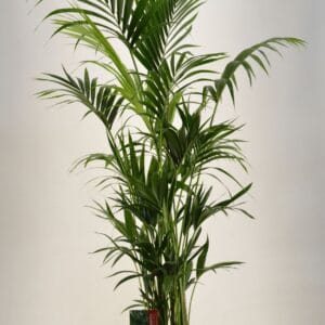 Howea forsteriana KENTIA - P27 H180 - 12PP (Howea forsteriana)
(1 Plants/Order)(27cmP 180cmH)