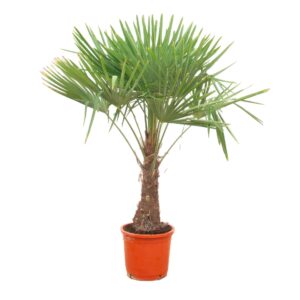 Trachycarpus fortunei Trachycarpus Fortunei - 170cm
(1 Plants/Order)(30cmP 170cmH)