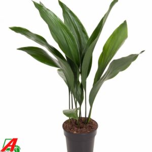 Aspidistra elatior Aspidistra Elatior P17
(1 Plants/Order)(17cmP 70cmH)