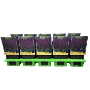 Salvia nemorosa Ostfriesland Salvia nemorosa 'Ostfriesland' P11
(10 Plants/Order)(11cmP 25cmH)