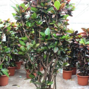 Codiaeum Petra Codiaeum Petra (Croton Petra)
(1 Plants/Order)(50cmP 240cmH)