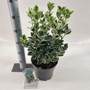 Euonymus japonicus Kathy Euonymus jap. 'Kathy'
(1 Plants/Order)(23cmP 40cmH)