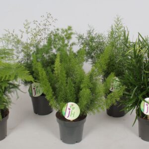 Asparagus mixed Asparagus mix
(10 Plants/Order)(12cmP 35cmH)