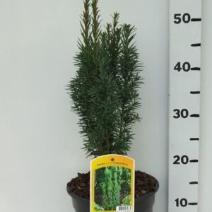 Taxus baccata Fastigiata Cappenberg
(1 Plants/Order)(19cmP 55cmH)