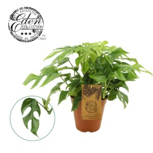 Monstera Monstera Minima 15cm
(6 Plants/Order)(15cmP 40cmH)