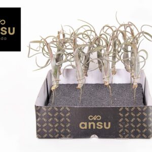 Tillandsia Tillandsia Intermedia
(12 Plants/Order)(2cmP 25cmH)