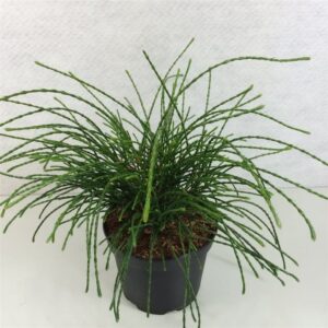 Thuja Whipecord Thuja plic. 'Whipcord' 
(5 Plants/Order)(19cmP 25cmH)