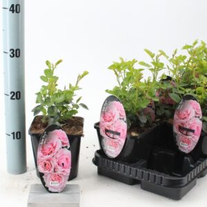 Rosa Rosa (PA) 'Evy'
(8 Plants/Order)(14cmP 25cmH)