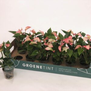 Anthurium Matata Anthurium 7cm Matata
(12 Plants/Order)(7cmP 20cmH)