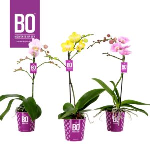 Phalaenopsis Multiflora Colours P12 BO mix 1 spike
(6 Plants/Order)(12cmP 45cmH)