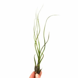 Tillandsia Tillandsia butzii
(20 Plants/Order)(6cmP 15cmH)