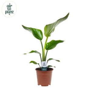 Strelitzia nicolai Strelitzia Nicolai p14 Air So Pure
(8 Plants/Order)(14cmP 45cmH)
