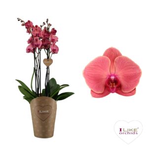 Phalaenopsis Asian Coral Duetto Asian Coral - 4 spike
(6 Plants/Order)(17cmP 70cmH)
