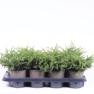Juniperus communis Repanda Juniperus communis 'Repanda'
(6 Plants/Order)(13cmP 20cmH)