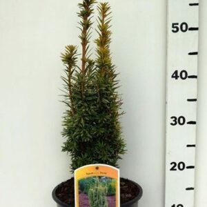 Taxus baccata David
(1 Plants/Order)(19cmP 55cmH)