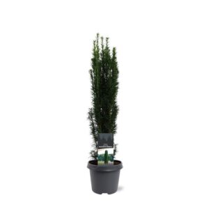 Taxus baccata Fastigiata Robusta Taxus baccata 'Fastigiata Robusta'
(1 Plants/Order)(23cmP 70cmH)