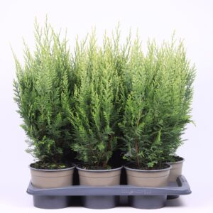 Chamaecyparis White Spo Chamaecyparis lawsoniana 'White Spot'
(1 Plants/Order)(17cmP 55cmH)