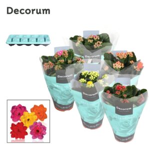 Kalanchoe Kalanchoe Decorum - 5 Colors mix
(10 Plants/Order)(10.5cmP 23cmH)