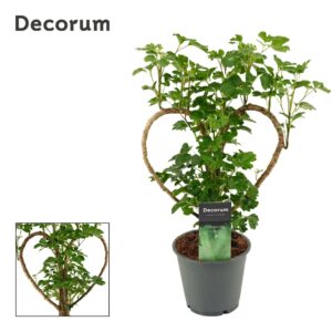 Polyscias Polyscias Hart 12 cm (Decorum)
(10 Plants/Order)(12cmP 45cmH)