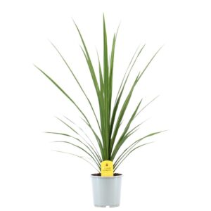 Cordyline Peko Cordyline Australis Peko - 17cm 
(6 Plants/Order)(17cmP 80cmH)