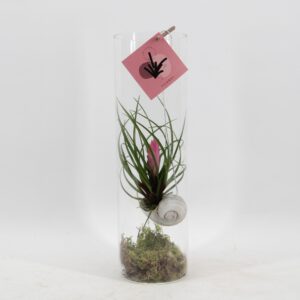 Tillandsia Arrangement Snaily - Tillandsia Cyanea
(6 Plants/Order)(11cmP 38cmH)