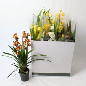 Cymbidium Cymbidium mix 2 spike open Flower
(8 Plants/Order)(14cmP 80cmH)