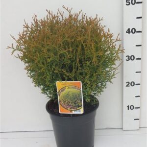 Thuja Tiny Tim Thuja occ. 'Tiny Tim' 
(1 Plants/Order)(19cmP 45cmH)