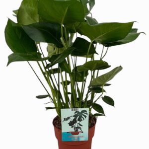 Monstera deliciosa Monstera Deliciosa
(1 Plants/Order)(19cmP 70cmH)