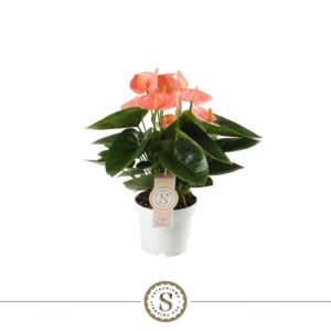 Anthurium (Andreanum Grp) Spirit Spirit 12cm
(10 Plants/Order)(12cmP 40cmH)