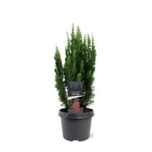 Chamaecyparis law. 'Little Spire'
(1 Plants/Order)(19cmP 35cmH)