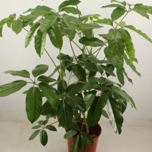Schefflera Emerald Green schefflera amate 30 cm Pot
(1 Plants/Order)(30cmP 140cmH)