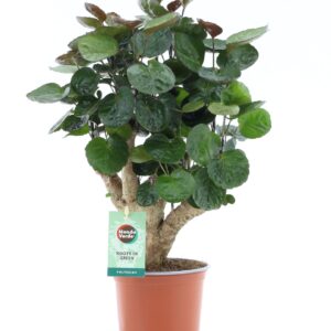 Polyscias Fabian Polyscias Fabian
(6 Plants/Order)(12cmP 40cmH)