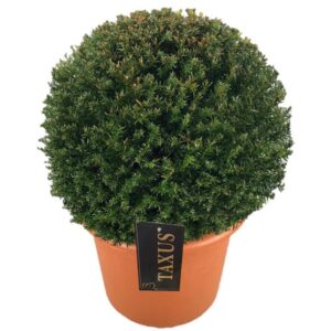 Taxus baccata Taxus baccata ball p30 (t) 45-50 ©
(1 Plants/Order)(30cmP 45cmH)