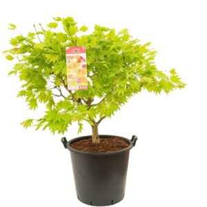 Acer shirasawanum Acer shirasawanum 'Moonrise' ®
(1 Plants/Order)(50cmP 140cmH)