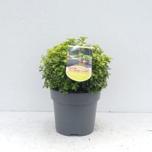 Pittosporum tenuifolium Golden Ball' 'Colours in Shape'
(1 Plants/Order)(23cmP 40cmH)