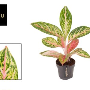 Aglaonema other Aglaonema Coco Melon
(6 Plants/Order)(12cmP 45cmH)