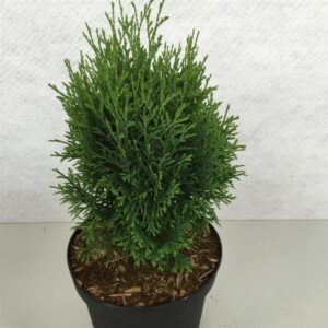 Thuja other dark yellow Thuja occ. 'Miky'
(1 Plants/Order)(19cmP 30cmH)
