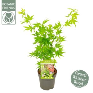 Acer palmatum Acer palm. 'Going Green'® 
(12 Plants/Order)(10cmP 40cmH)